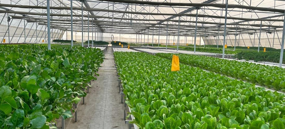Innovative Greenhouse Projects LLP